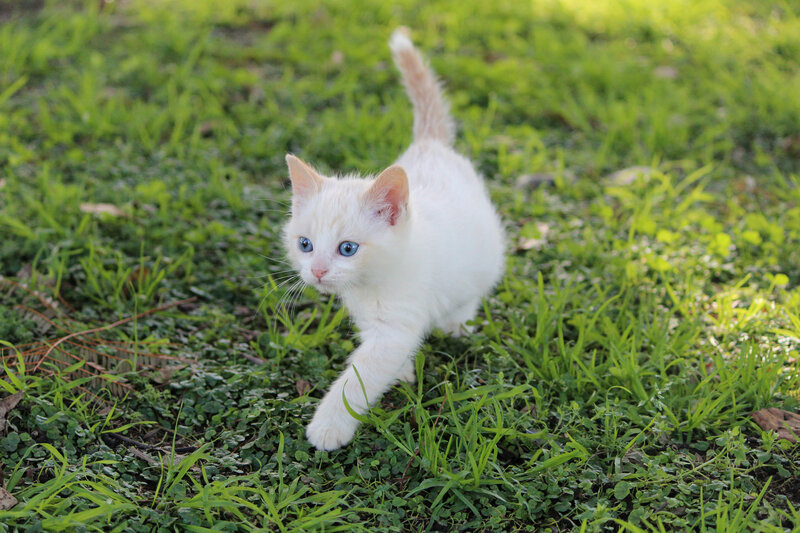 White Kitten with Blue Eyes — Green, Calm