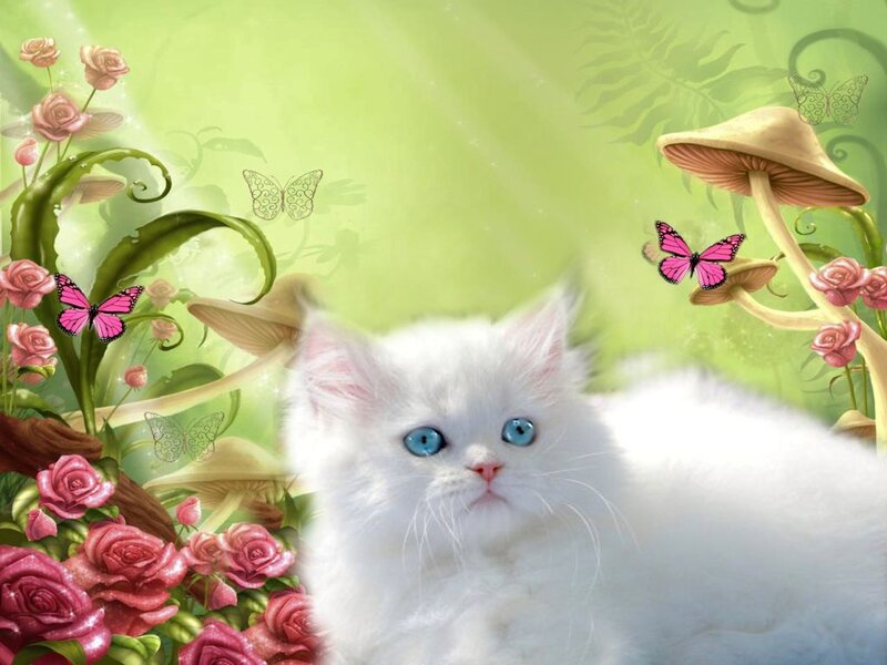 White Kitten with Blue Eyes — Green
