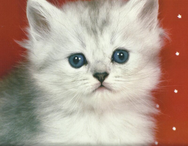 White Kitten with Blue Eyes — Innocent, Photograph, Blue Eyes, Stars