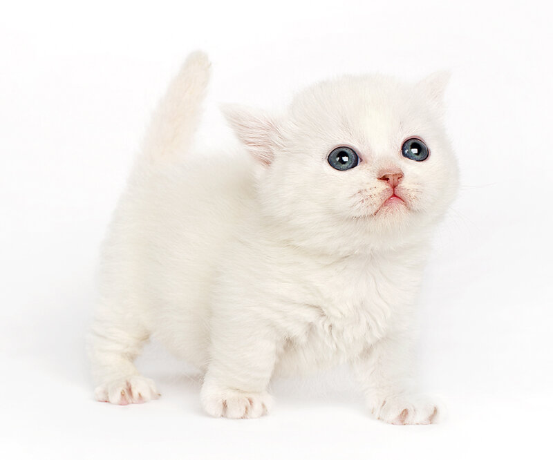 White Kitten with Blue Eyes — Innocent, Photograph, Blue Eyes, White Fur