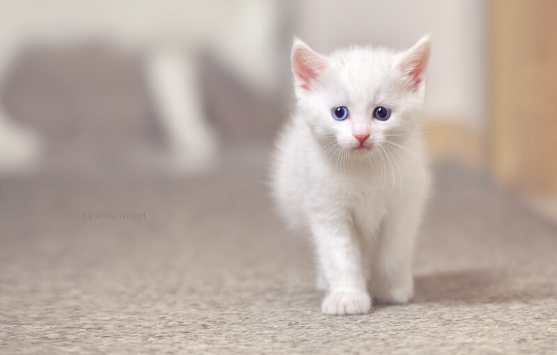 White Kitten with Blue Eyes — Innocent, Photograph, Carpet