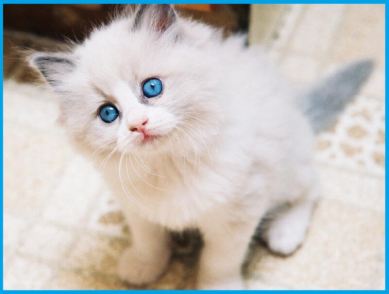 White Kitten with Blue Eyes — Innocent, Photograph, Floor, Whiskers
