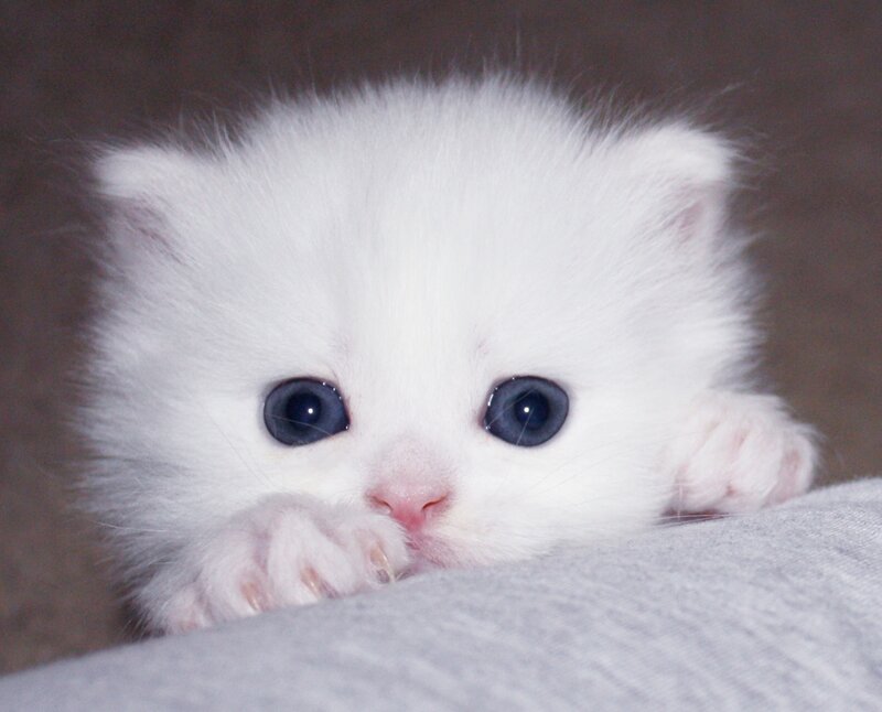 White Kitten with Blue Eyes — Innocent, Photograph, Paws