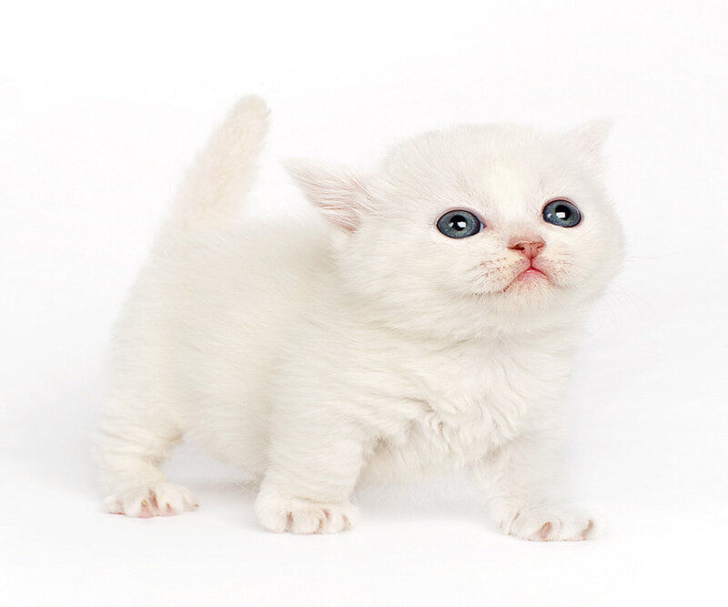 White Kitten with Blue Eyes — Innocent, Photograph, Tail