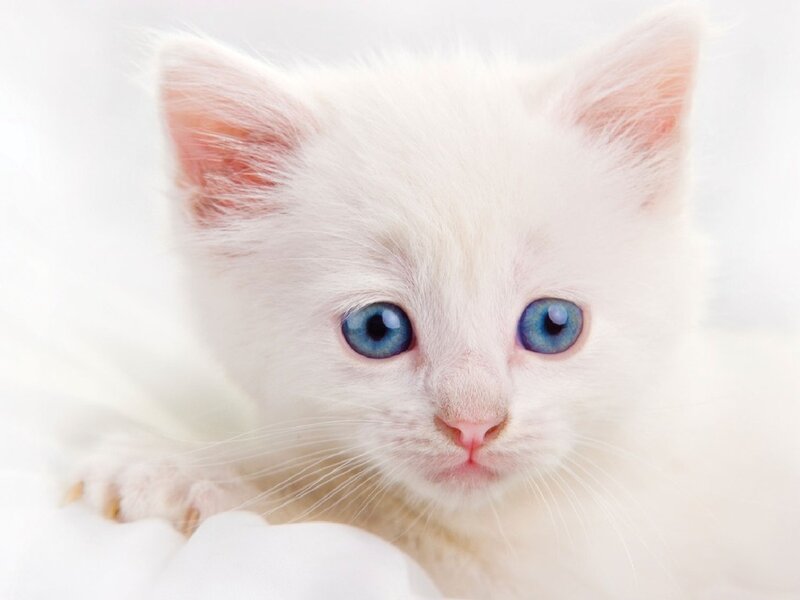 White Kitten with Blue Eyes — Innocent, Photograph
