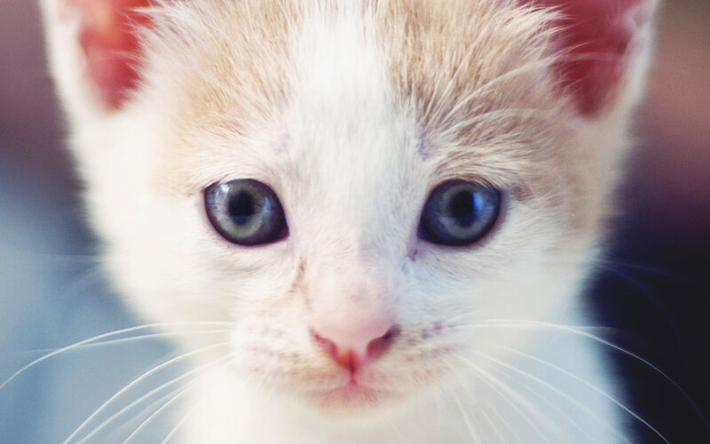 White Kitten with Blue Eyes — Innocent, Photograph, Whiskers, Ears