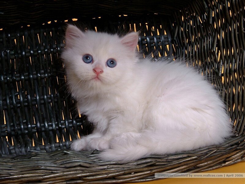 White Kitten with Blue Eyes — Innocent