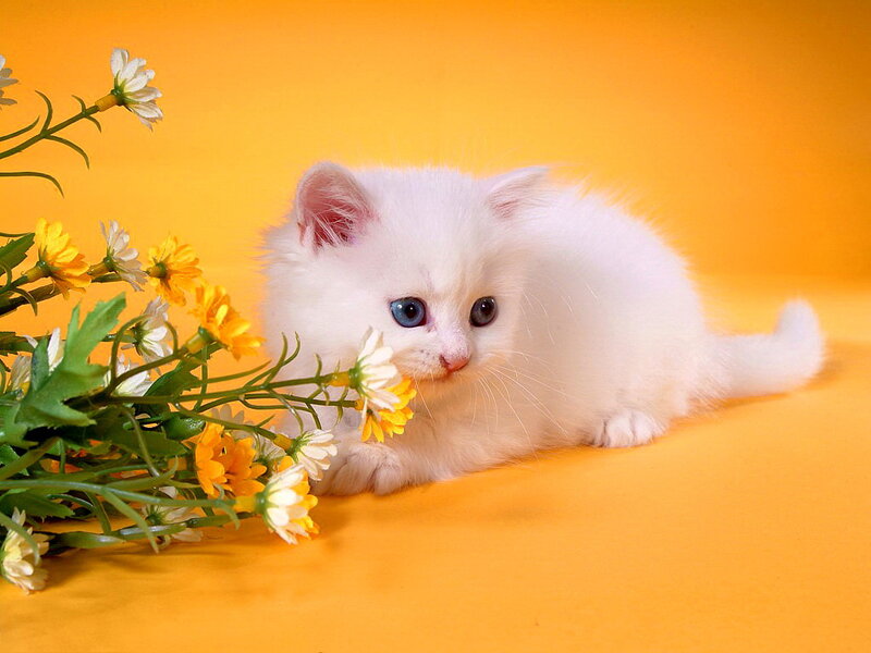White Kitten with Blue Eyes — Orange