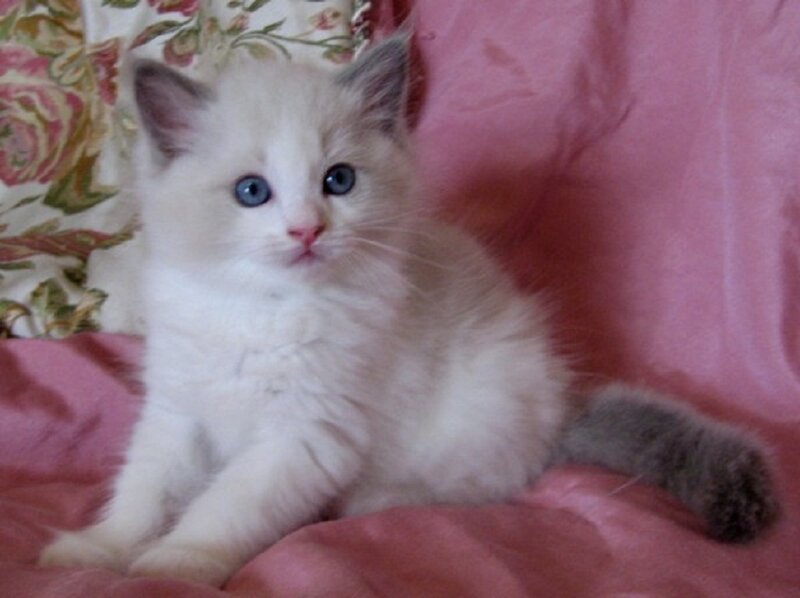 White Kitten with Blue Eyes — Pink, Calm