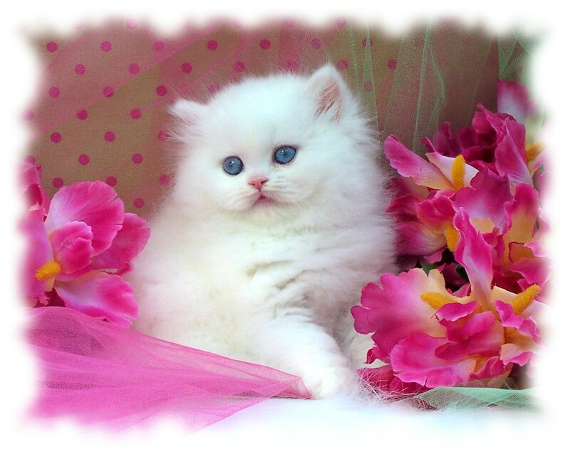 White Kitten with Blue Eyes — Pink, Cute
