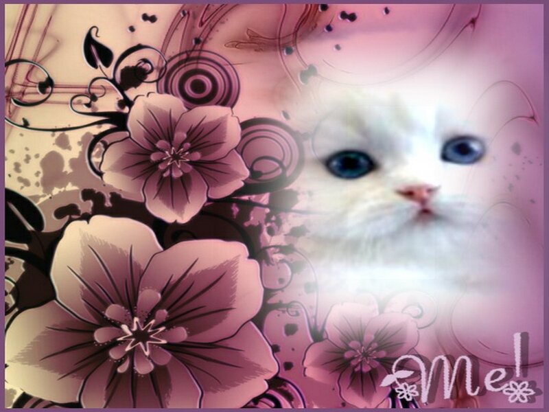 White Kitten with Blue Eyes — Pink, Dreamy