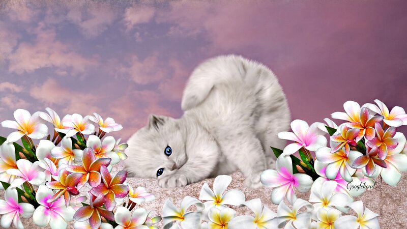 White Kitten with Blue Eyes — Pink, Serene