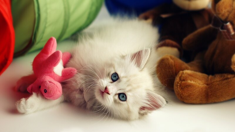 White Kitten with Blue Eyes — Playful, Photograph, Stuffed Animals, Toy