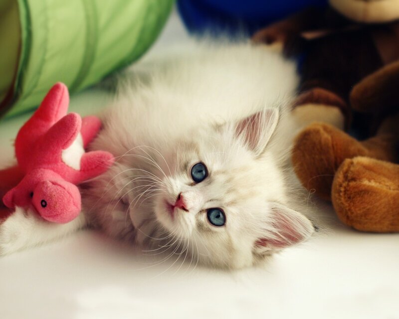 White Kitten with Blue Eyes — Playful, Photograph, Stuffed Toys