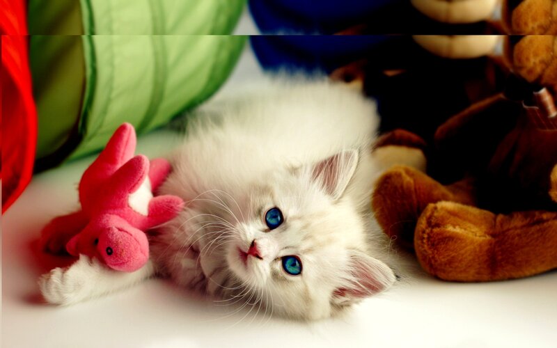 White Kitten with Blue Eyes — Playful, Photograph