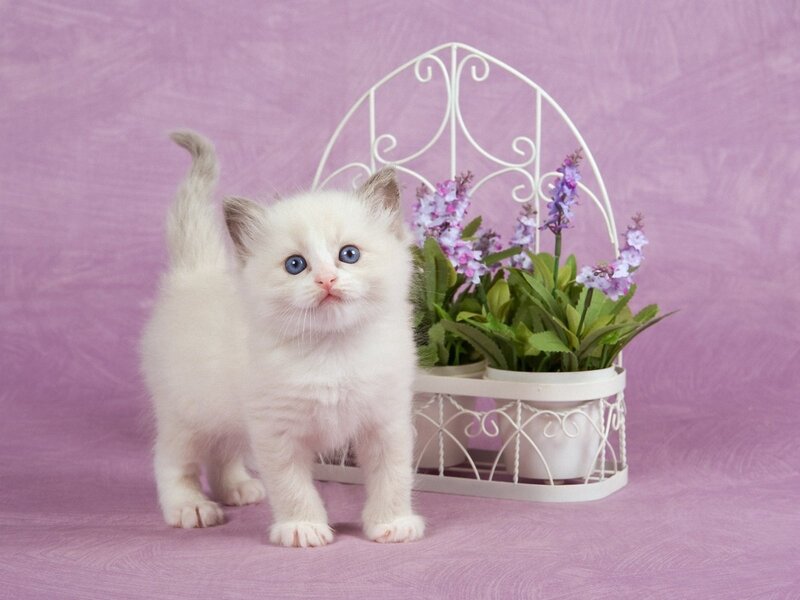 White Kitten with Blue Eyes — Purple, Calm, Photograph, Flower Pot