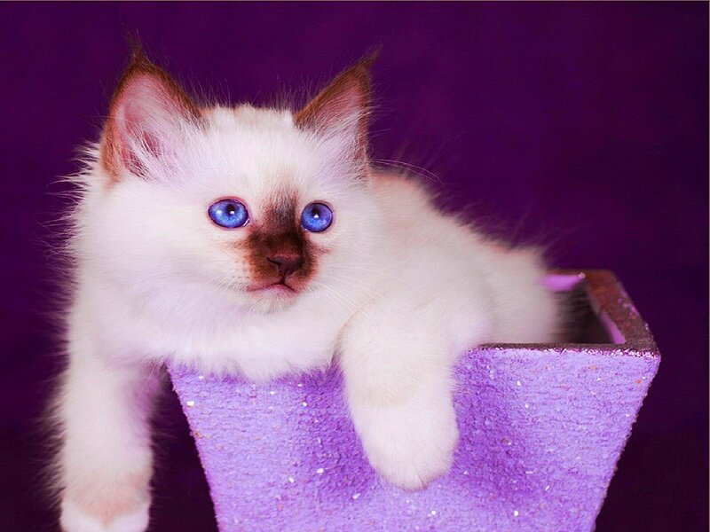 White Kitten with Blue Eyes — Purple, Calm, Photograph, Purple Vase