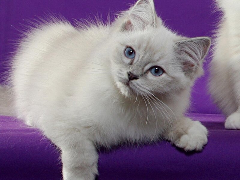 White Kitten with Blue Eyes — Purple, Calm