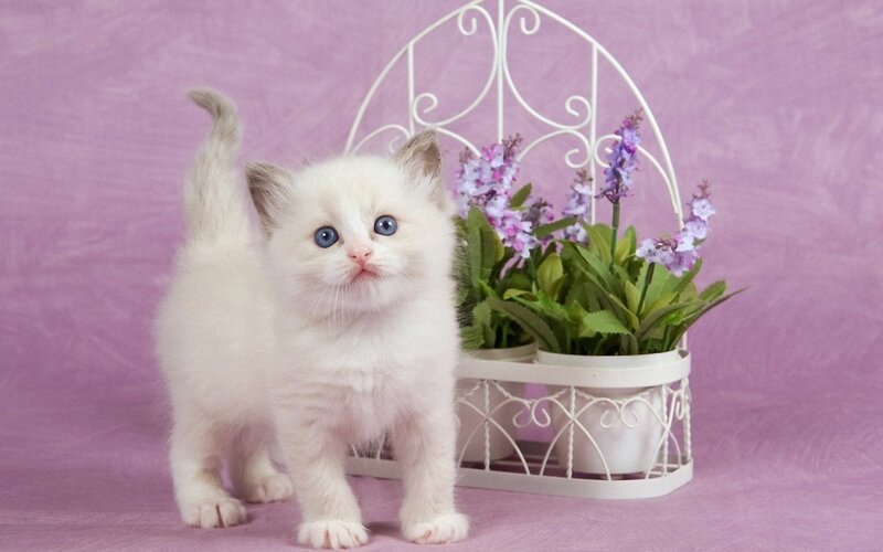 White Kitten with Blue Eyes — Purple