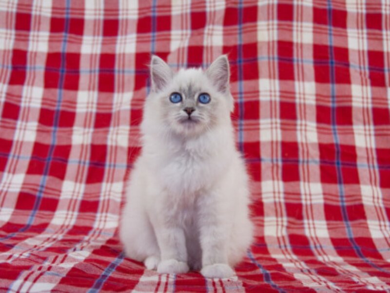 White Kitten with Blue Eyes — Red, Calm