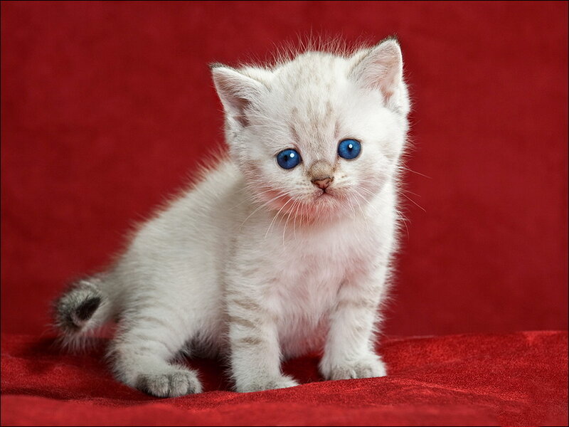 White Kitten with Blue Eyes — Red