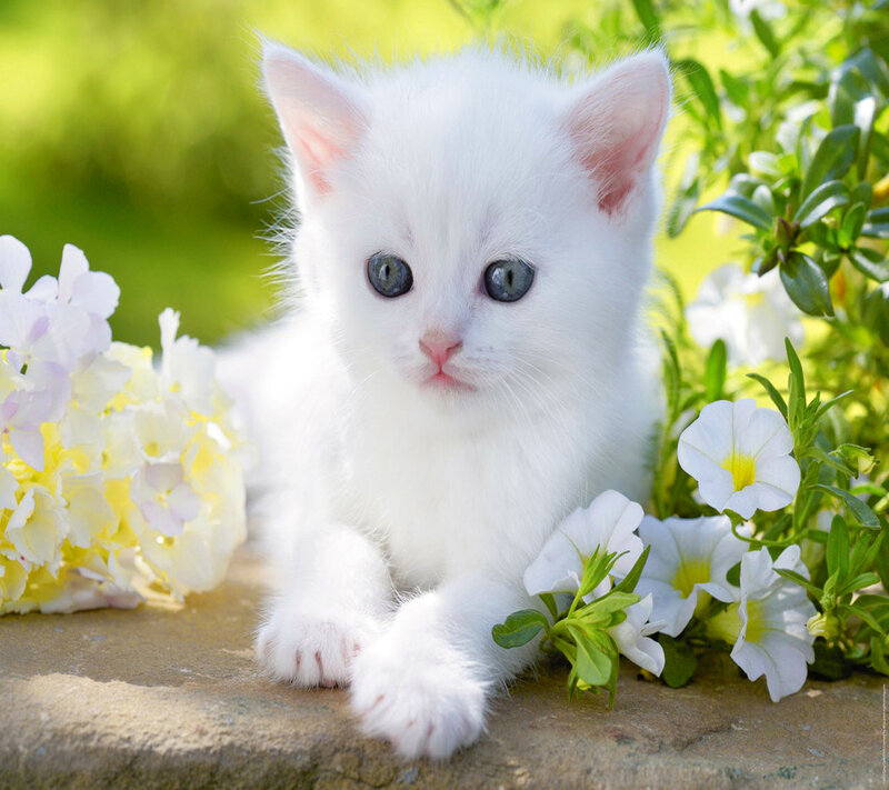 White Kitten with Blue Eyes — Serene, Afternoon, Photograph, Flowers