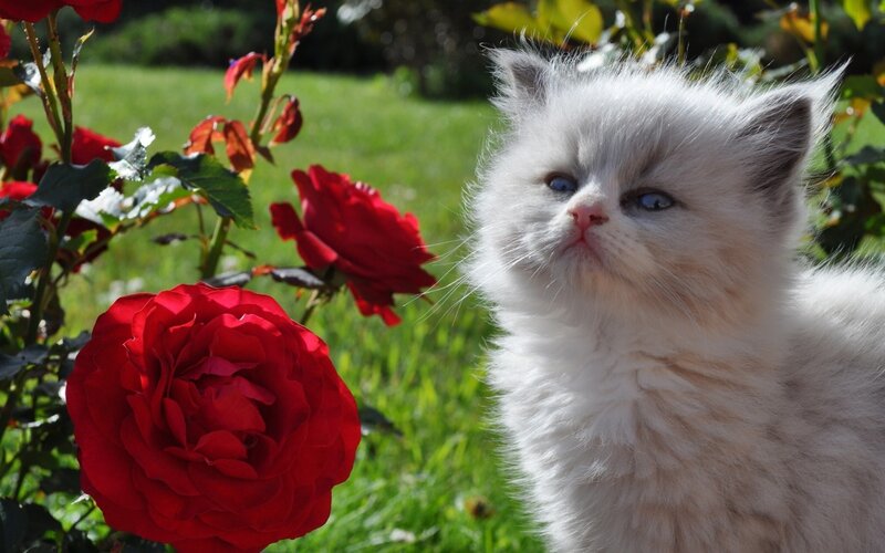 White Kitten with Blue Eyes — Serene, Afternoon, Photograph, Red Roses