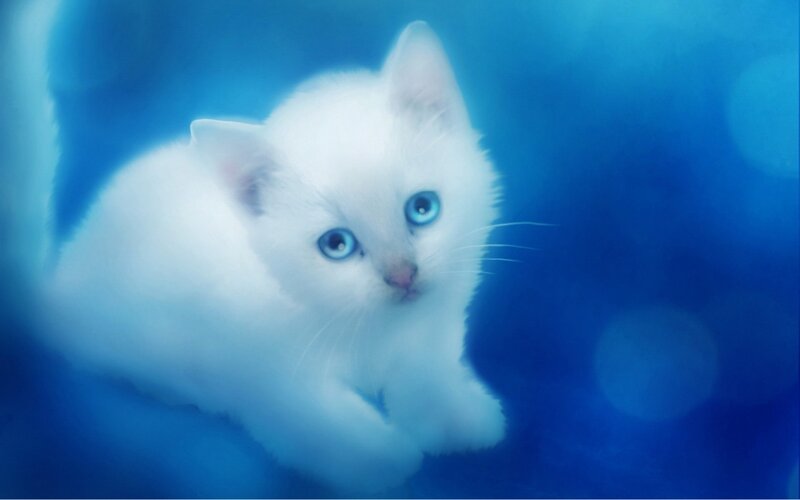 White Kitten with Blue Eyes — Serene, Digital Art