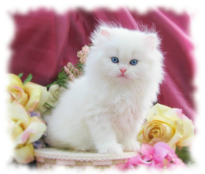 White Kitten with Blue Eyes — Serene, Photograph, Flowers, Fabric