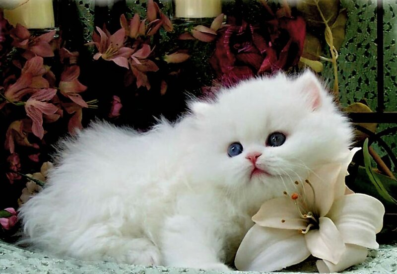 White Kitten with Blue Eyes — Serene, Photograph
