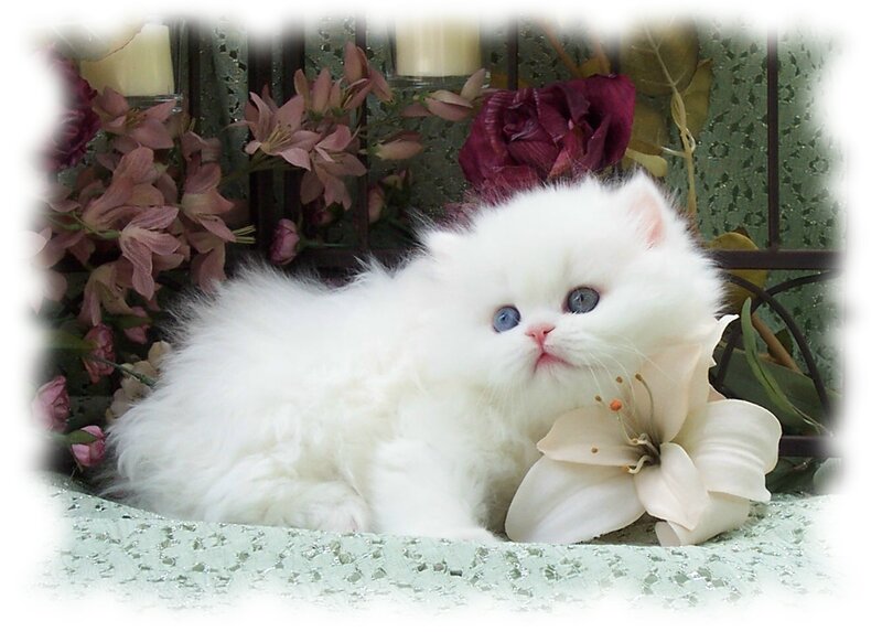 White Kitten with Blue Eyes — Serene