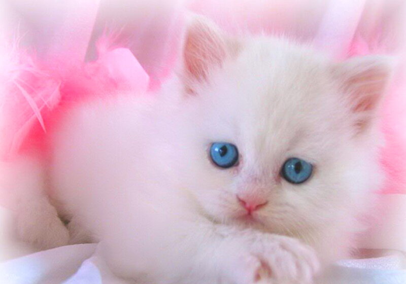 White Kitten with Blue Eyes — Soft