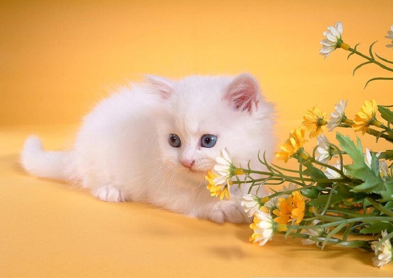 White Kitten with Blue Eyes — Yellow, Calm, Photograph, Flowers