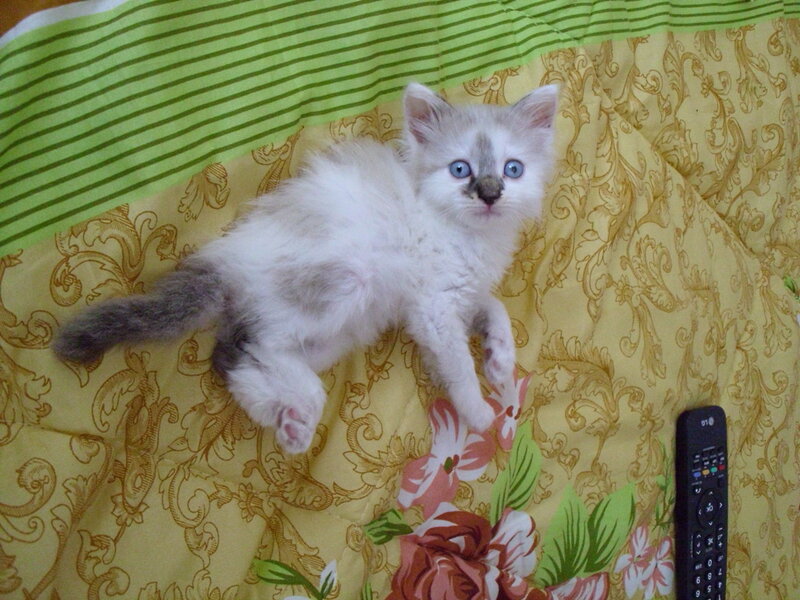 White Kitten with Blue Eyes — Yellow, Calm