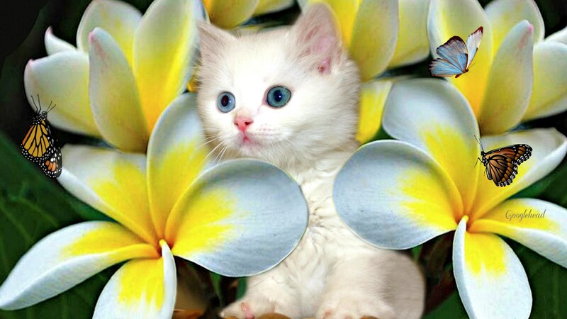 White Kitten with Blue Eyes — Yellow, Serene