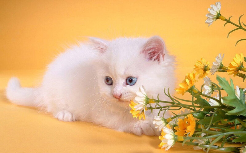White Kitten with Blue Eyes — Yellow