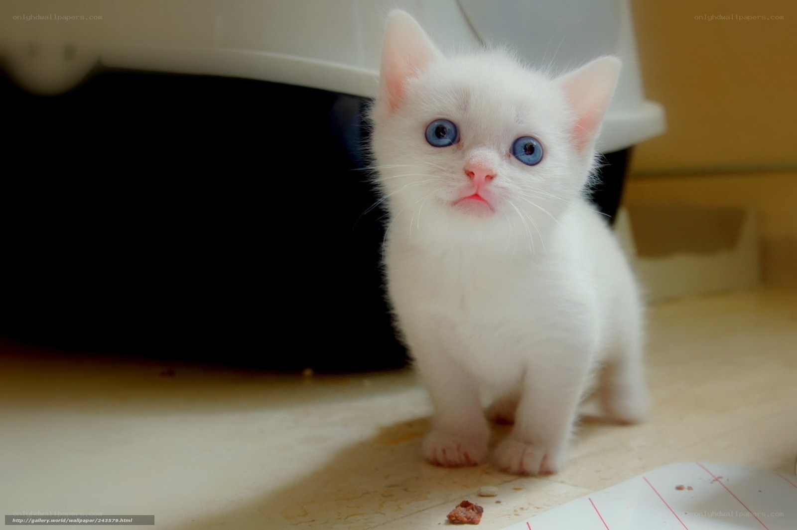 white kitten with blue eyes