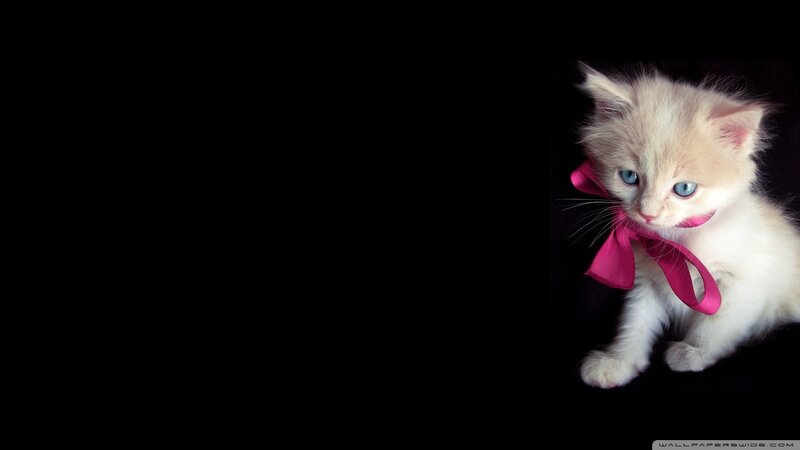 White Kitten with Bow — Black
