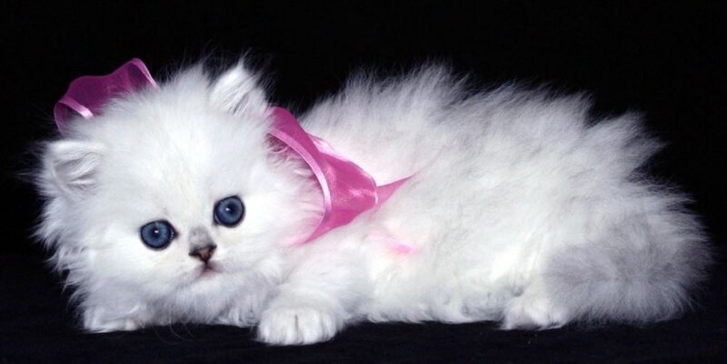 White Kitten with Bow — Calm, Photograph