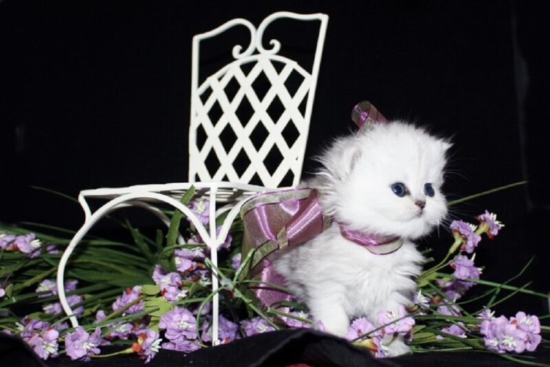 White Kitten with Bow — Dramatic, Photograph