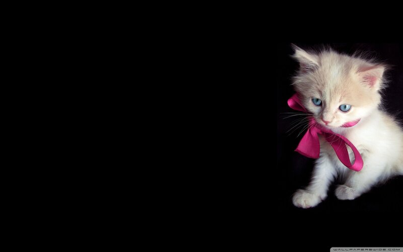 White Kitten with Bow — Dramatic