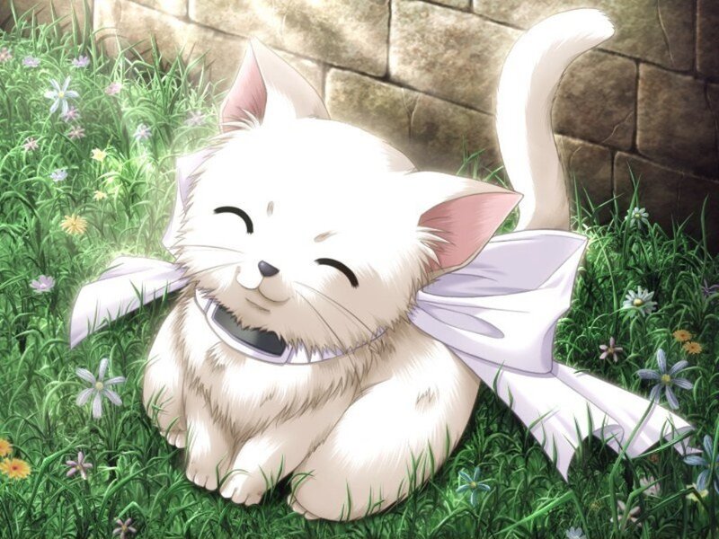 White Kitten with Bow — Peaceful, Afternoon
