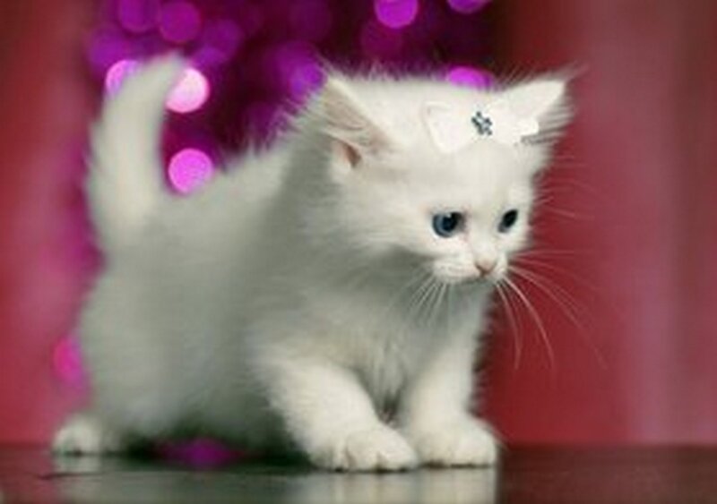 White Kitten with Bow — Playful