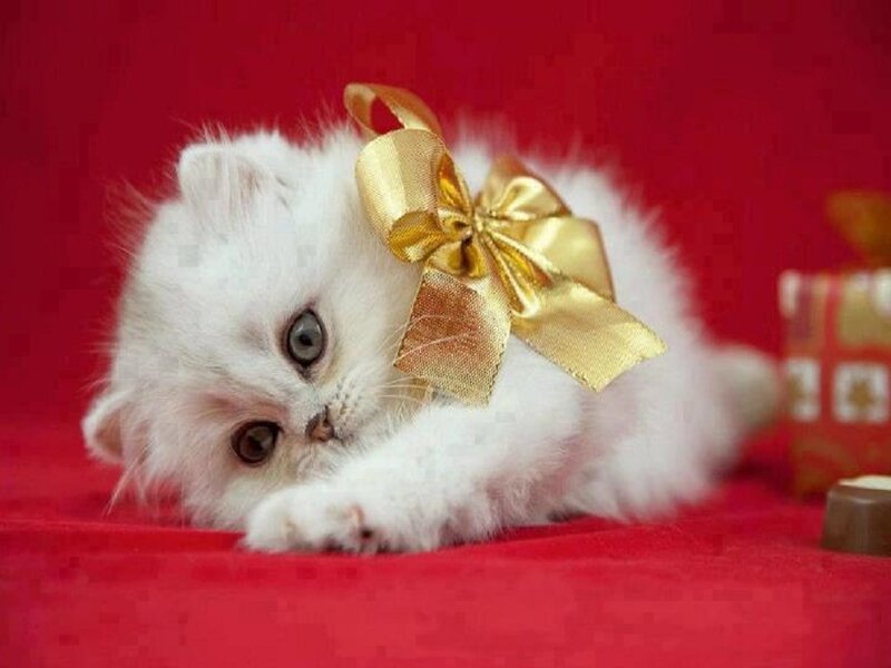 White Kitten with Bow — Red, Festive