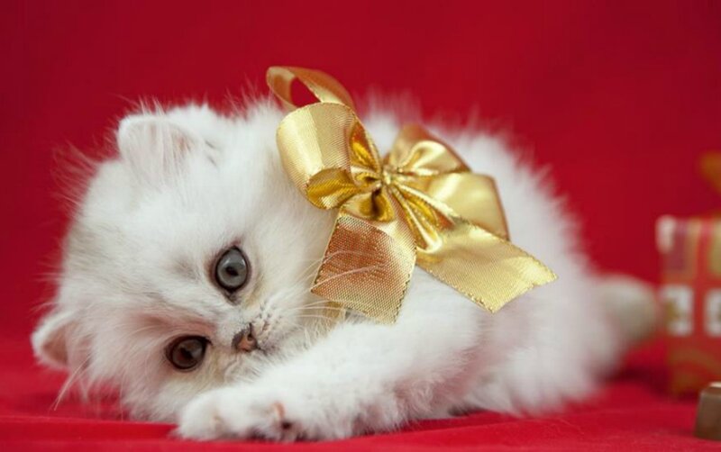White Kitten with Bow — Red