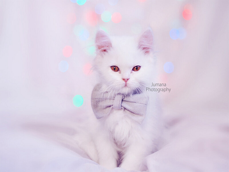 White Kitten with Bowtie
