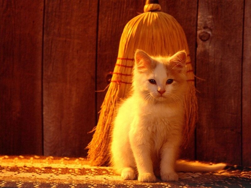 White Kitten with Broom