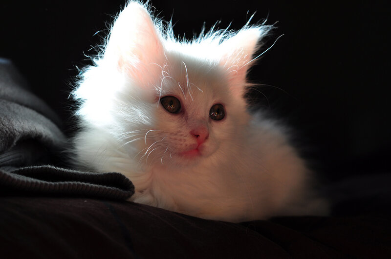 White Kitten with Brown Eyes