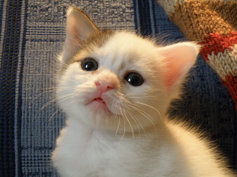 White Kitten with Brown Patches