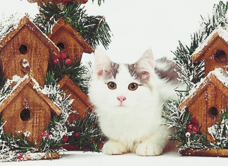 White Kitten with Brown Spots